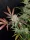 Fast Buds Cream Cookies AUTO - 3 autoflowering Samen