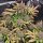 Fast Buds Cream Cookies AUTO - 3 automatsierte Samen