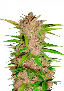 Fast Buds Fastberry AUTO - 3 autoflowering Samen