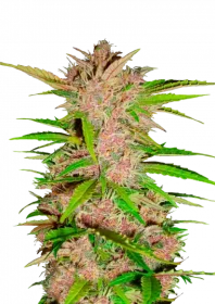 Fast Buds Fastberry AUTO - 3 autoflowering Samen