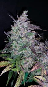 Fast Buds Fastberry AUTO - 3 autoflowering Samen