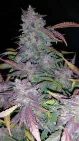 Fast Buds Fastberry AUTO - 3 autoflowering Samen