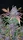 Fast Buds Fastberry AUTO - 3 autoflowering Samen