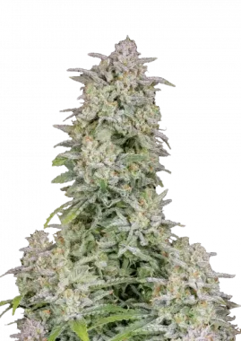 Fast Buds Forbidden Runtz AUTO - 3 autoflowering Samen