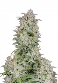 Fast Buds Forbidden Runtz AUTO - 3 autoflowering Samen