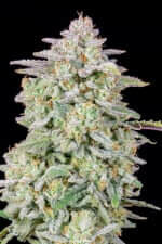 Fast Buds Forbidden Runtz AUTO - 3 automated seeds