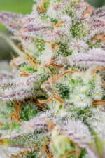 Fast Buds Forbidden Runtz AUTO - 3 autoflowering Samen