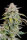 Fast Buds Forbidden Runtz AUTO - 3 autoflowering Samen