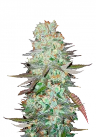 Fast Buds G14 AUTO - 3 automated seeds