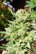 Fast Buds G14 AUTO - 3 automated seeds