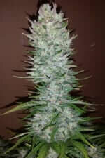 Fast Buds G14 AUTO - 3 autoflowering Samen