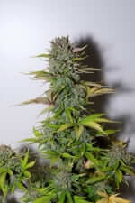 Fast Buds G14 AUTO - 3 autoflowering Samen