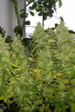 Fast Buds G14 AUTO - 3 autoflowering Samen