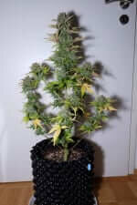 Fast Buds G14 AUTO - 3 autoflowering Samen