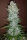 Fast Buds G14 AUTO - 3 automatisierte Samen