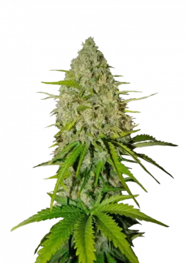 Fast Buds Grapefruit AUTO - 3 autoflowering Samen