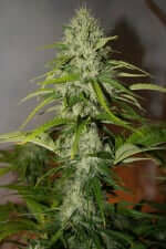 Fast Buds Grapefruit AUTO - 3 automated seeds