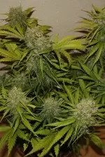 Fast Buds Grapefruit AUTO - 3 autoflowering Samen