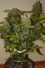 Fast Buds Grapefruit AUTO - 3 autoflowering Samen