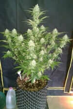 Fast Buds Grapefruit AUTO - 3 autoflowering Samen