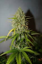 Fast Buds Grapefruit AUTO - 3 automatisierte Samen