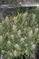 Fast Buds Grapefruit AUTO - 3 automatisierte Samen