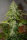 Fast Buds Grapefruit AUTO - 3 autoflowering Samen