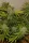 Fast Buds Grapefruit AUTO - 3 autoflowering Samen