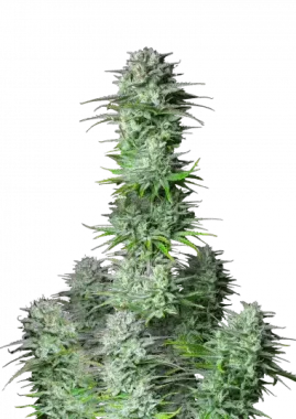 Fast Buds Kosher Cake AUTO - 3 autoflowering Samen