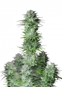 Fast Buds Kosher Cake AUTO - 3 automated seeds