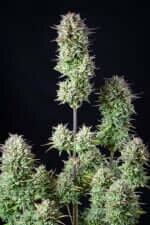 Fast Buds Kosher Cake AUTO - 3 autoflowering Samen