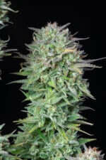 Fast Buds Kosher Cake AUTO - 3 autoflowering Samen