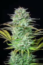 Fast Buds Kosher Cake AUTO - 3 autoflowering Samen