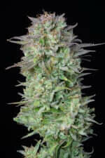 Fast Buds Kosher Cake AUTO - 3 autoflowering Samen