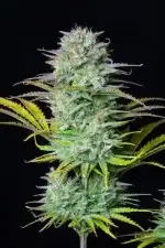 Fast Buds Kosher Cake AUTO - 3 autoflowering Samen