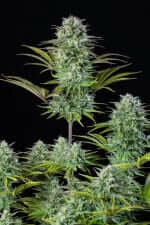 Fast Buds Kosher Cake AUTO - 3 autoflowering Samen