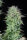 Fast Buds Kosher Cake AUTO - 3 autoflowering Samen