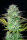 Fast Buds Kosher Cake AUTO - 3 autoflowering Samen