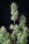 Fast Buds Kosher Cake AUTO - 3 automatisierte Samen