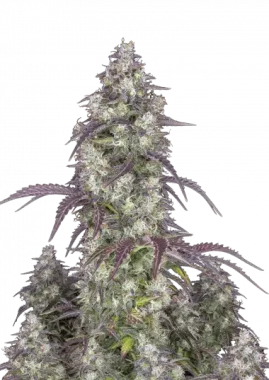 Fast Buds Lemon Pie AUTO - 3 autoflowering Samen