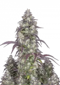 Fast Buds Lemon Pie AUTO - 3 automated seeds