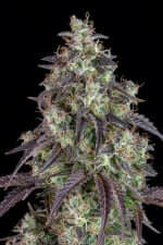 Fast Buds Lemon Pie AUTO - 3 autoflowering Samen