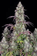 Fast Buds Lemon Pie AUTO - 3 automatisierte Samen