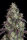 Fast Buds Lemon Pie AUTO - 3 automatisierte Samen