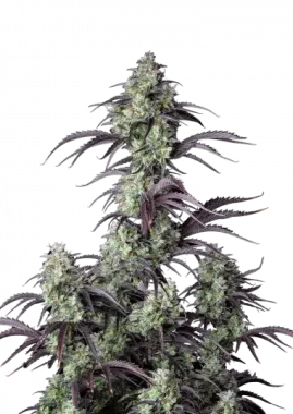 Fast Buds Mimosa Cake AUTO - 3 autoflowering Samen