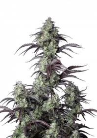 Fast Buds Mimosa Cake AUTO - 3 autoflowering Samen