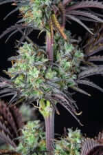 Fast Buds Mimosa Cake AUTO - 3 autoflowering Samen