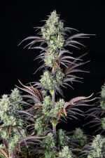 Fast Buds Mimosa Cake AUTO - 3 autoflowering Samen