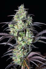 Fast Buds Mimosa Cake AUTO - 3 automatisierte Samen