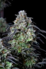 Fast Buds Mimosa Cake AUTO - 3 automatisierte Samen